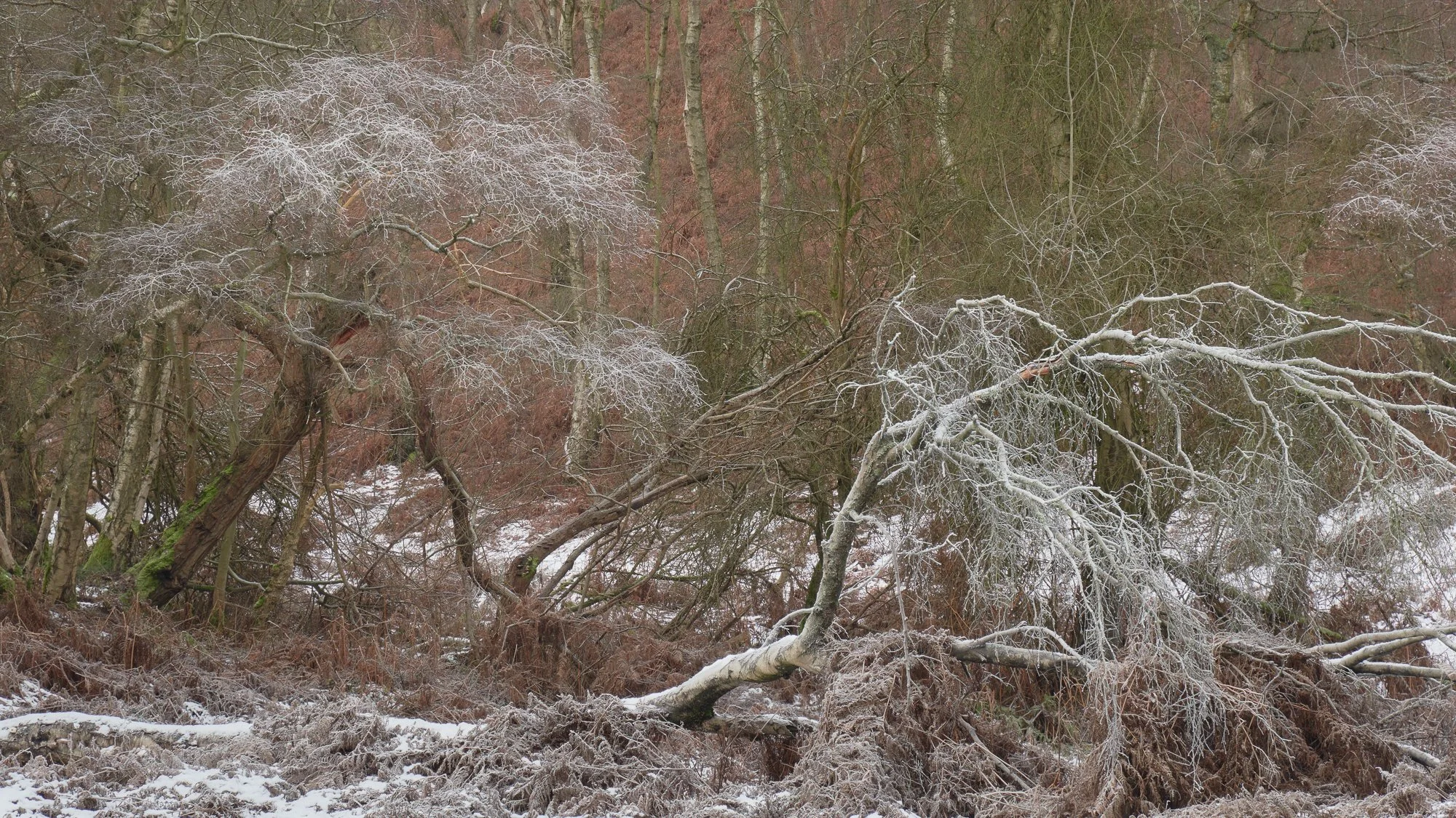 Winter tragedy.jpg