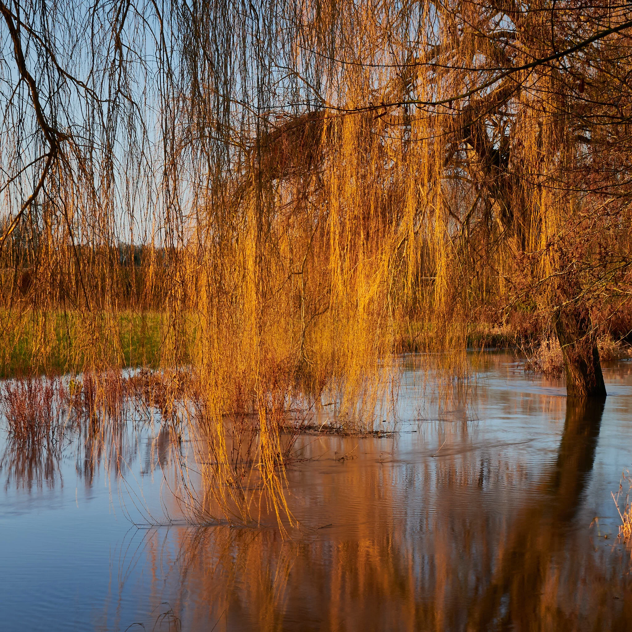 Netherseal bathed willow.jpg