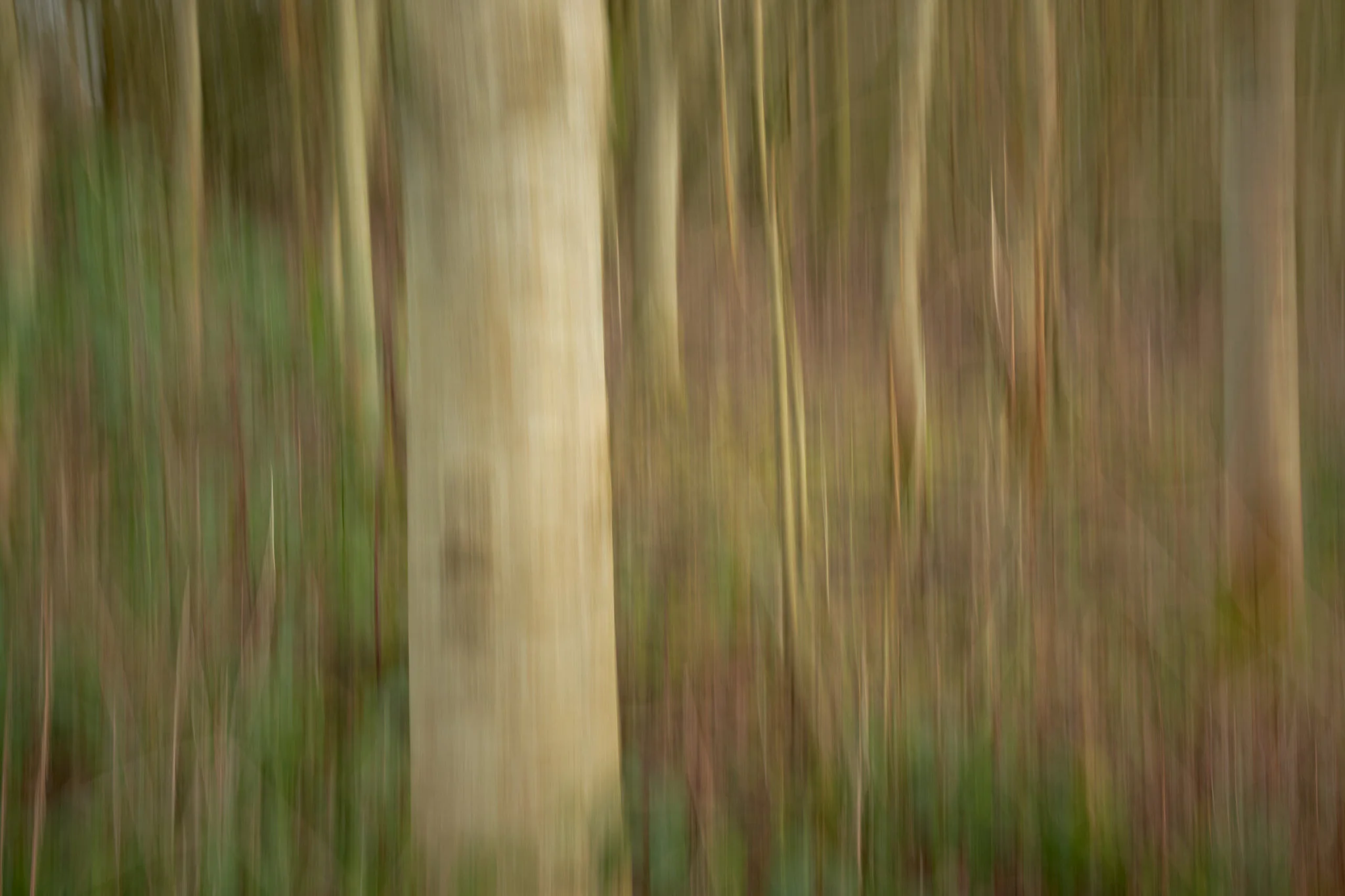 Grangewood blur.jpg