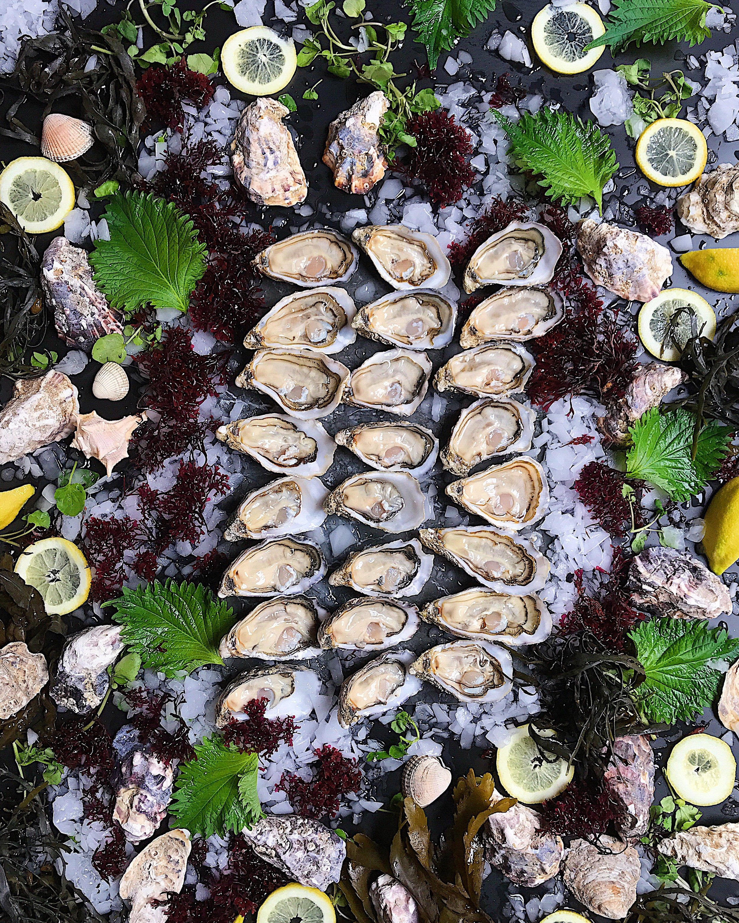 Oysters.jpeg