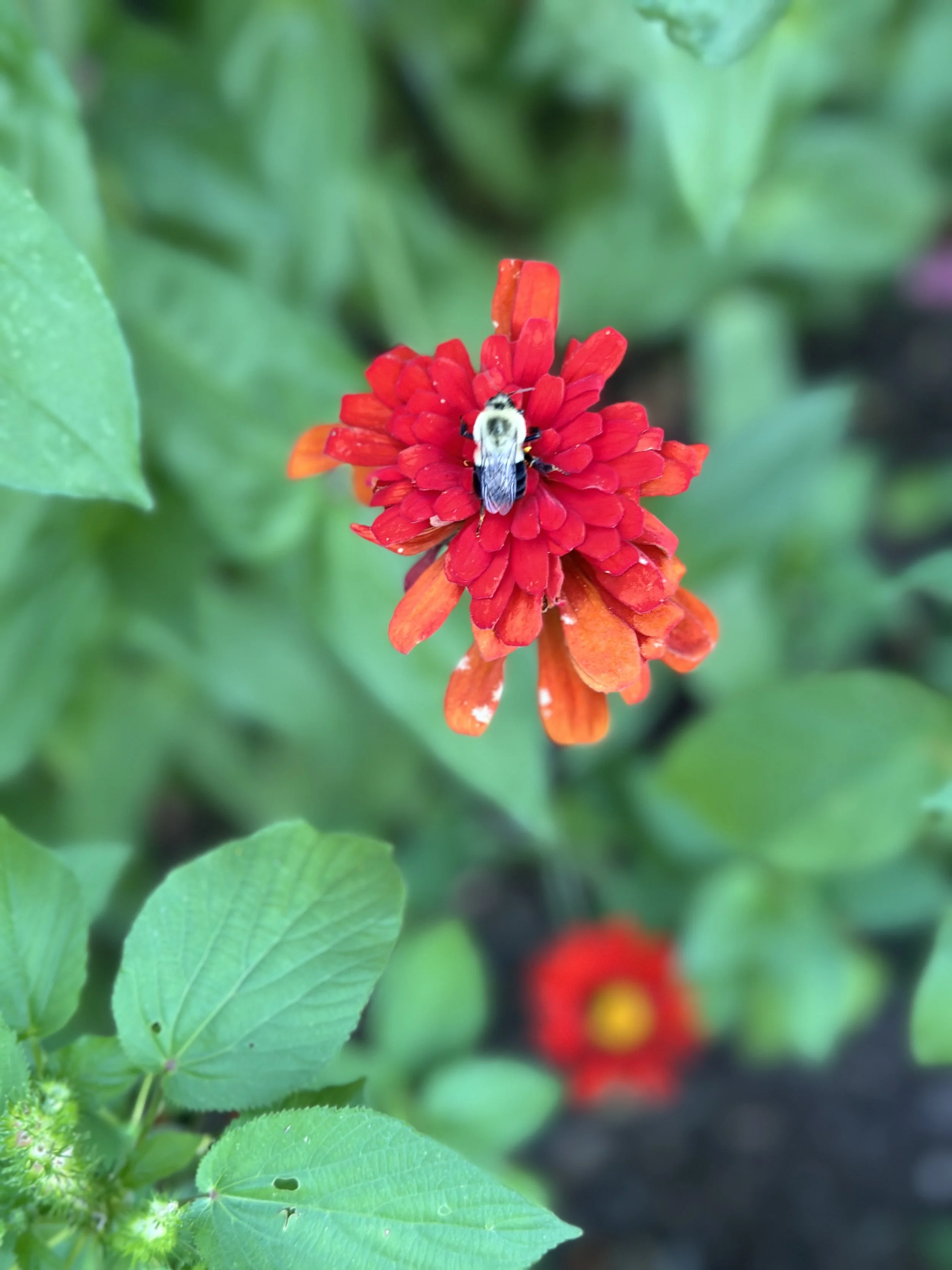 Bumblebee on Zinnia (7_2_25).jpg