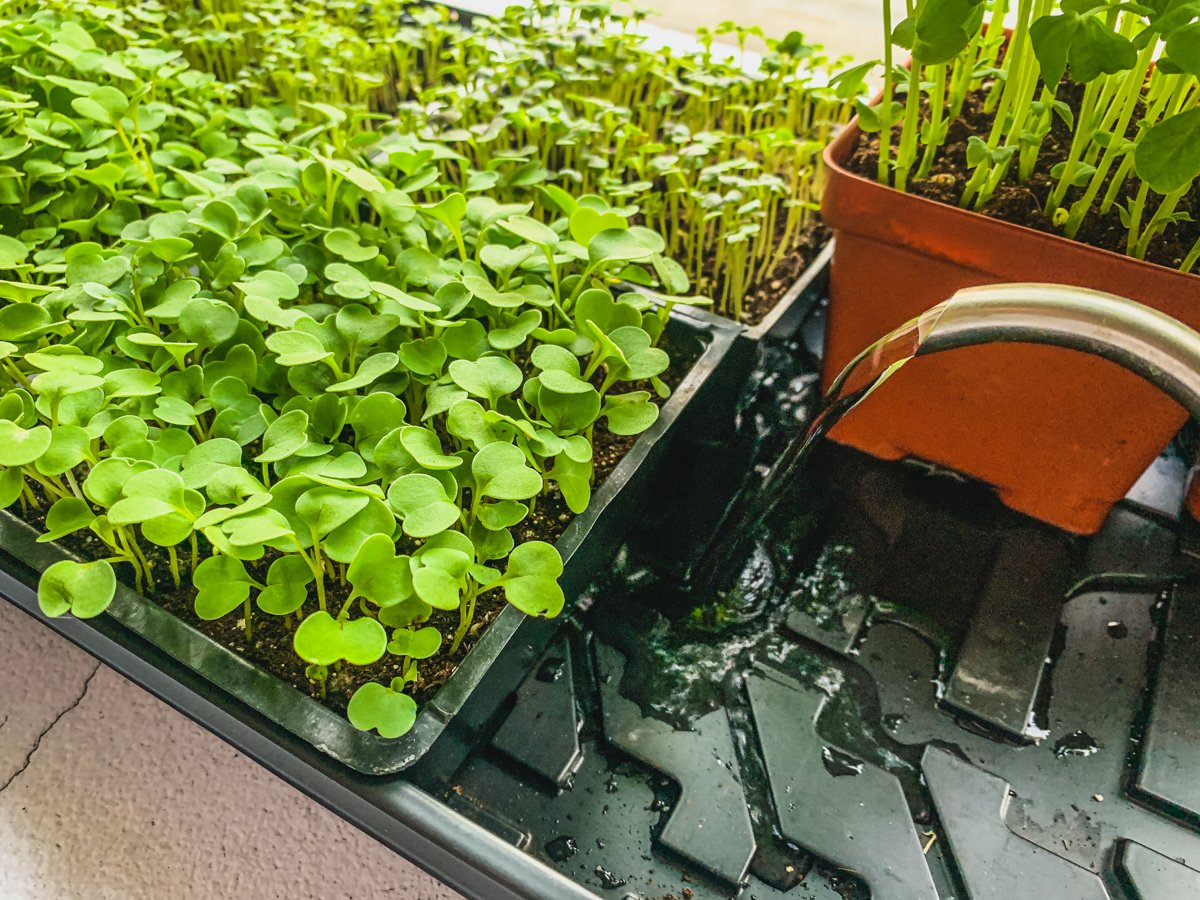 watering-microgreens-gardenologie.jpg