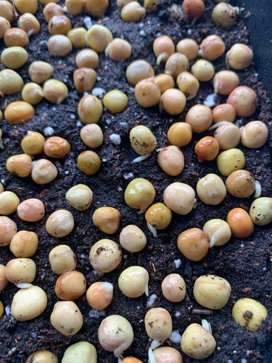pea-seeds-gardenologie.jpg