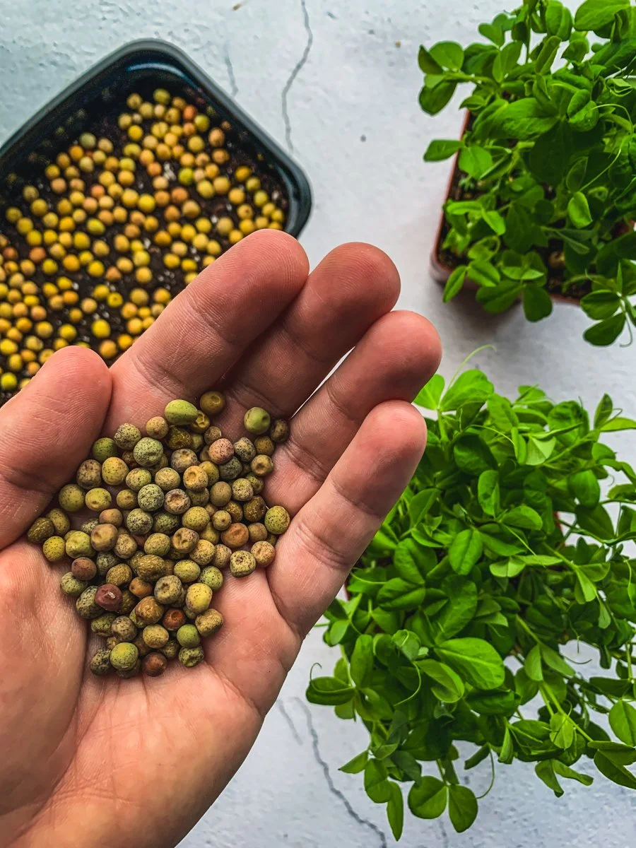 pea-seeds-hand-gardenologie.jpg