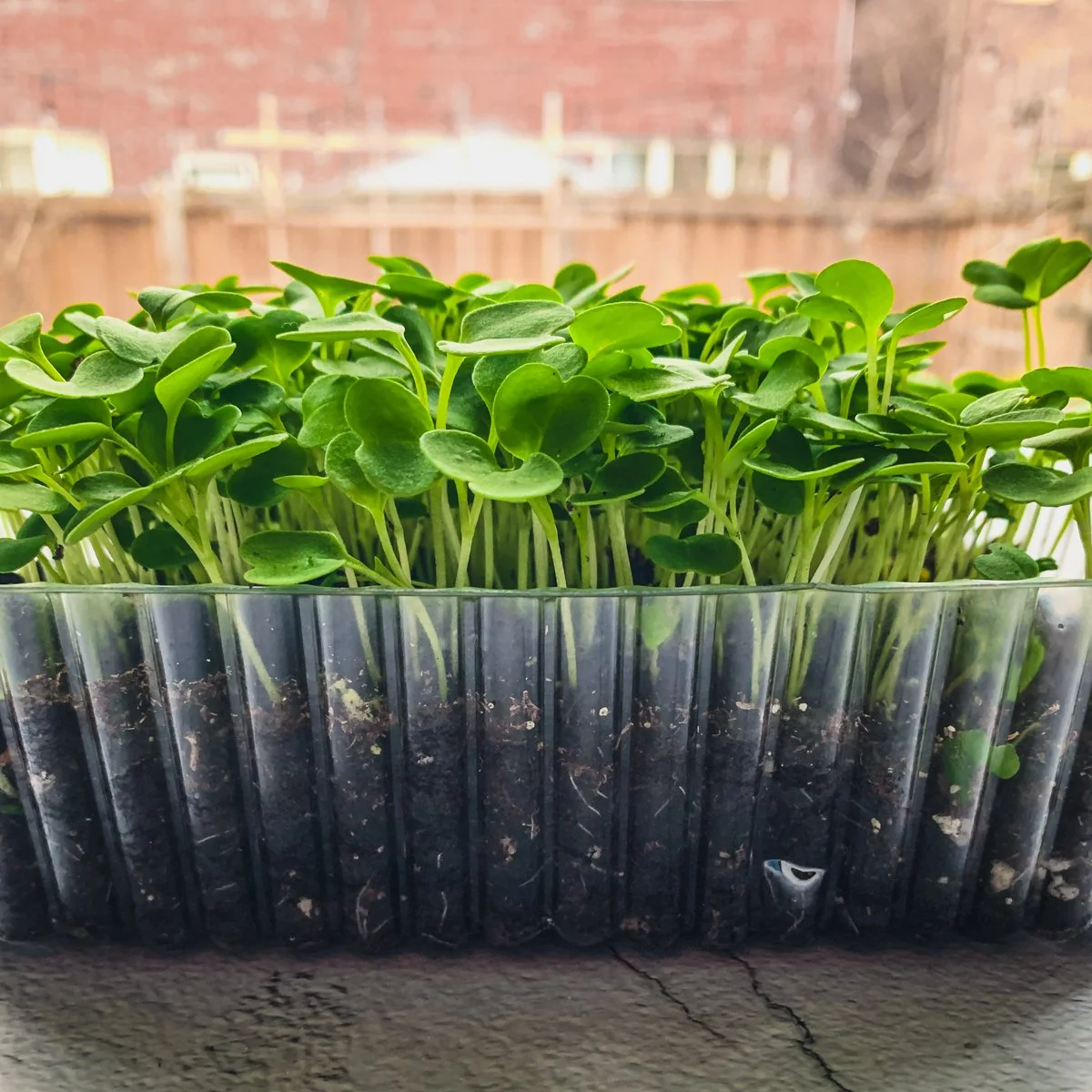 micro-green-microgreen-tray-gardenologie.jpg