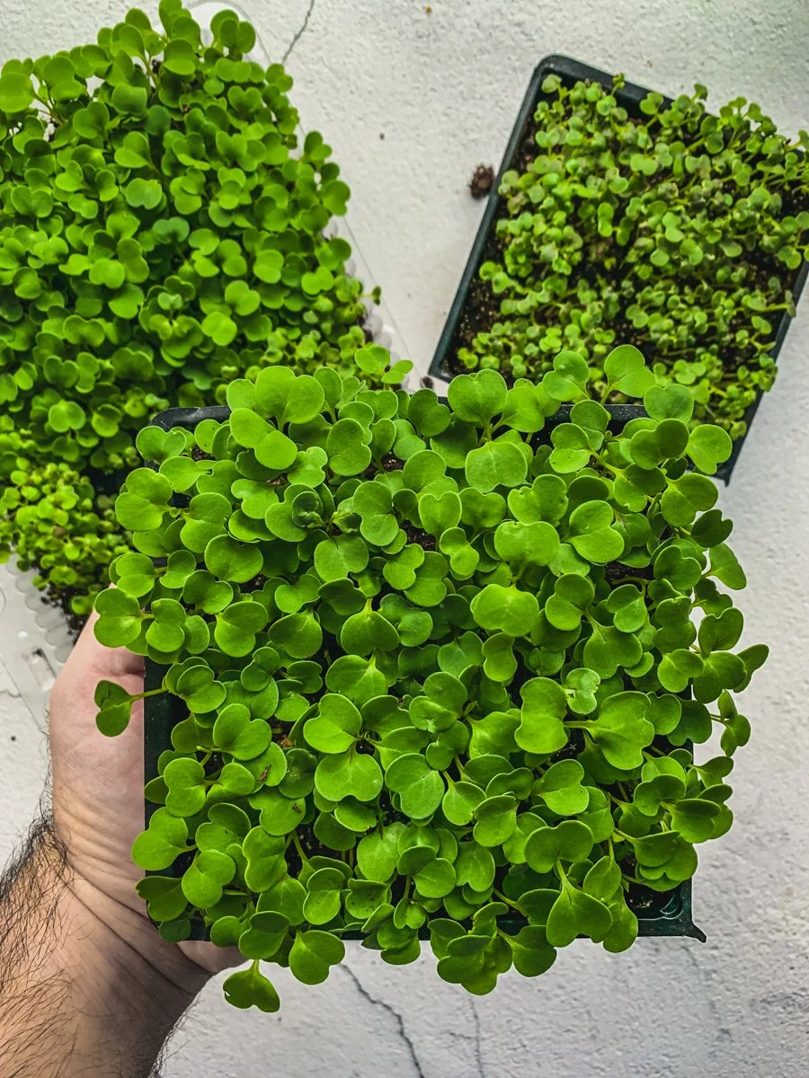 basil-micro-greens-microgreens-gardenologie.jpg