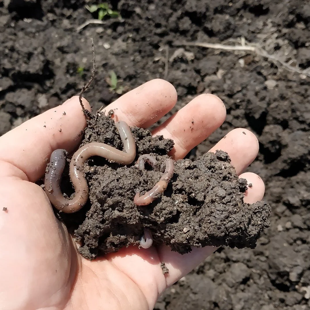 hands-holding-soil-worms-gardenologie.jpg