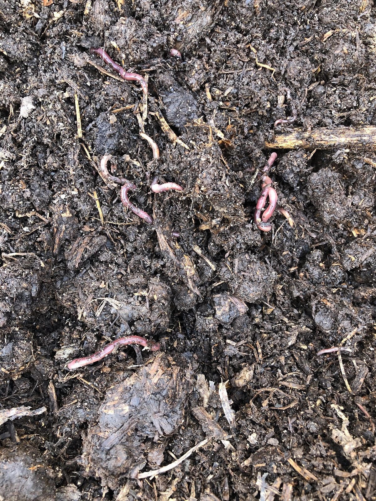 soil-worms-gardenologie.jpeg