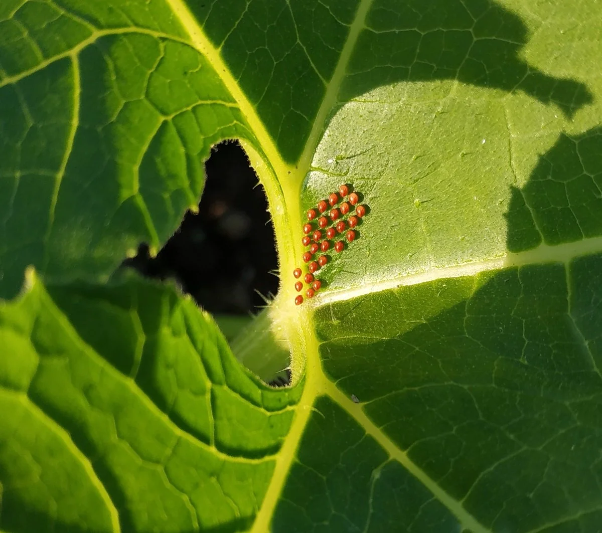 pest egg cluster on leaf.