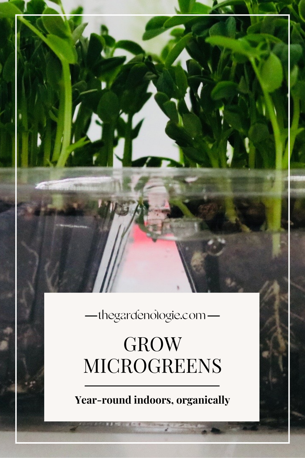 how to grow microgreens Pinterest image.