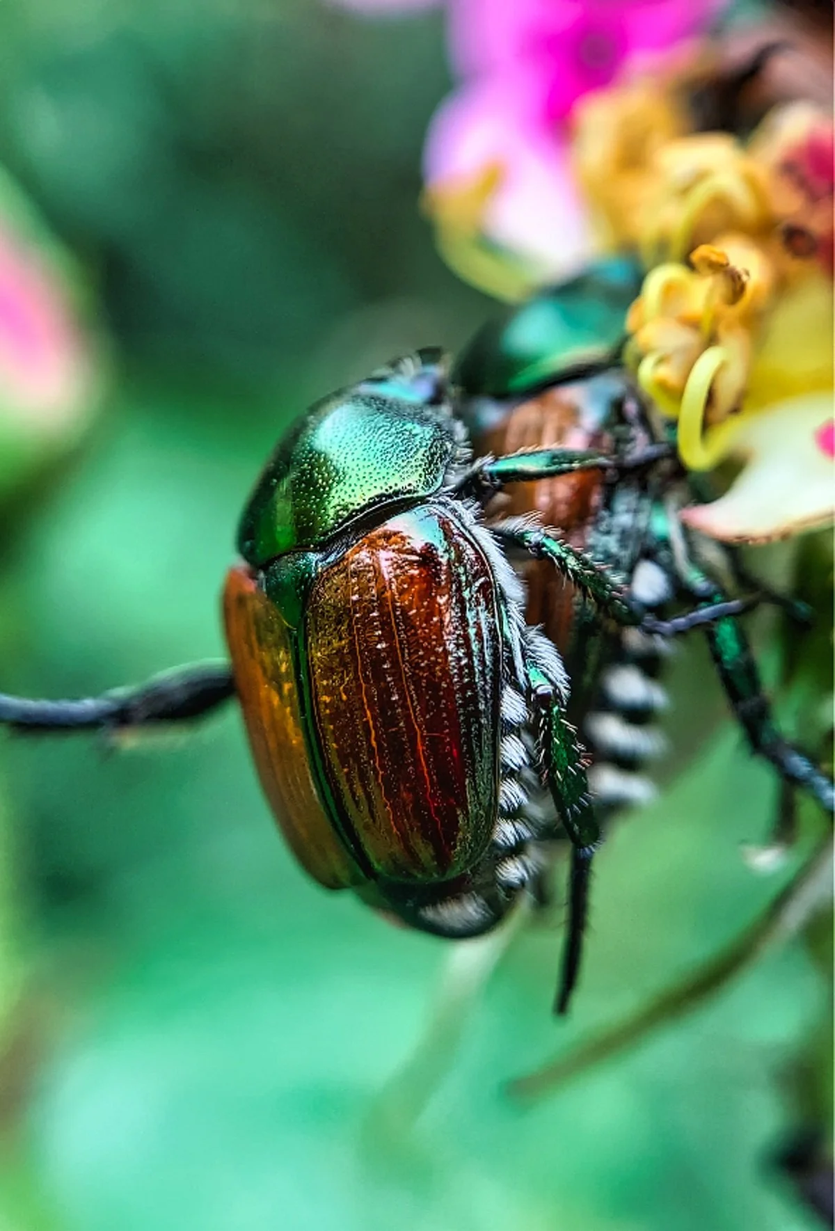 copper and green colored beetles mating.