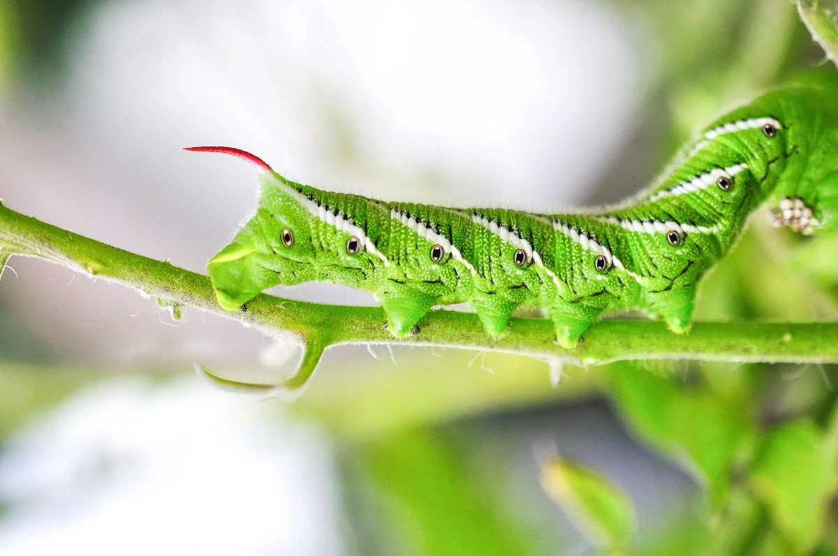 Green caterpillar on tomato stem.