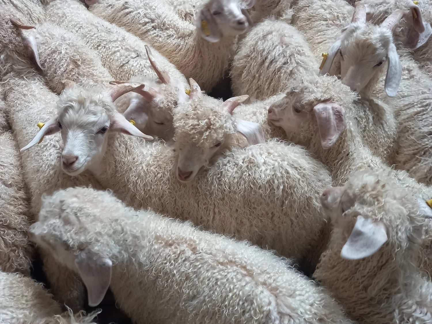 Angora — Parkdale SRS® Merino Stud
