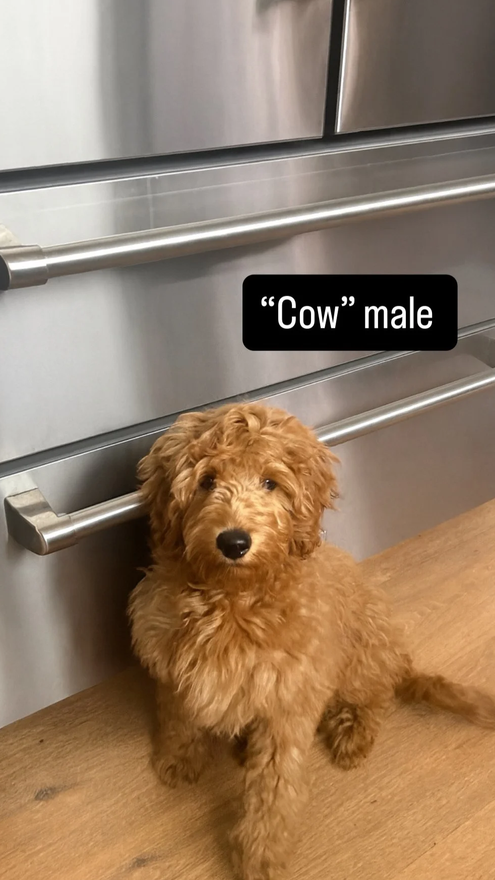 cow+cow.png