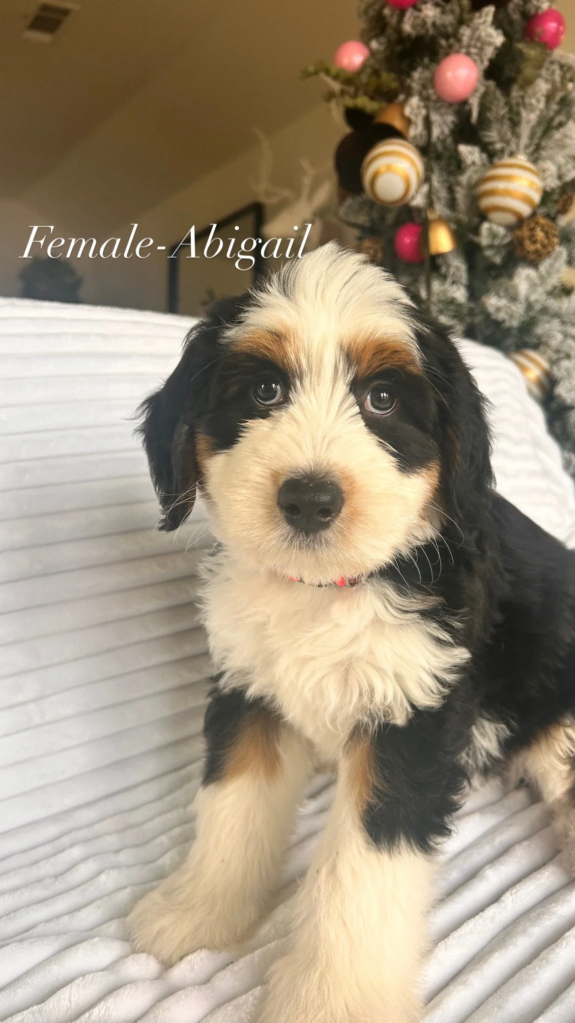 female-Abigail script.JPG