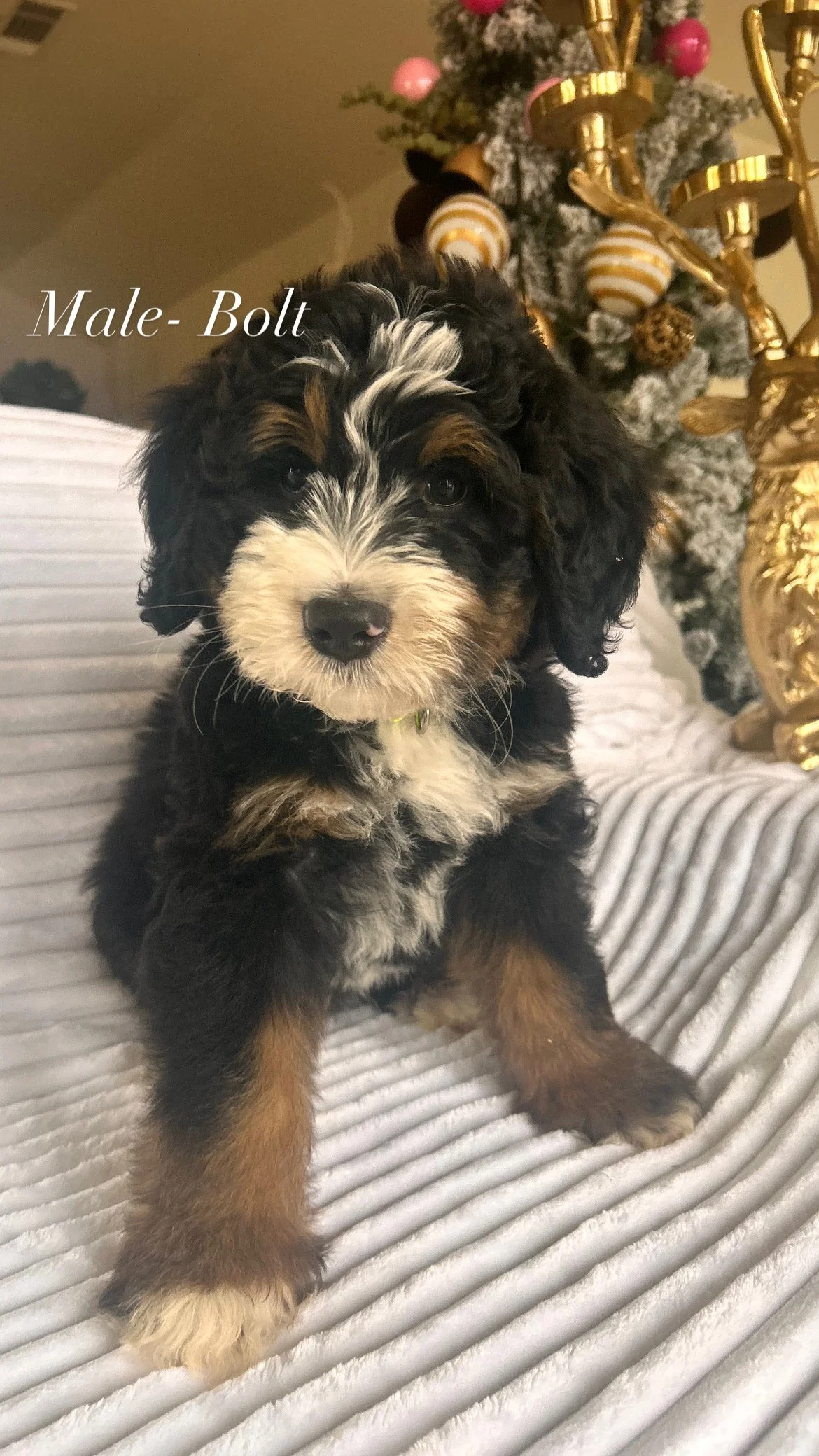 male-Bolt script.JPG