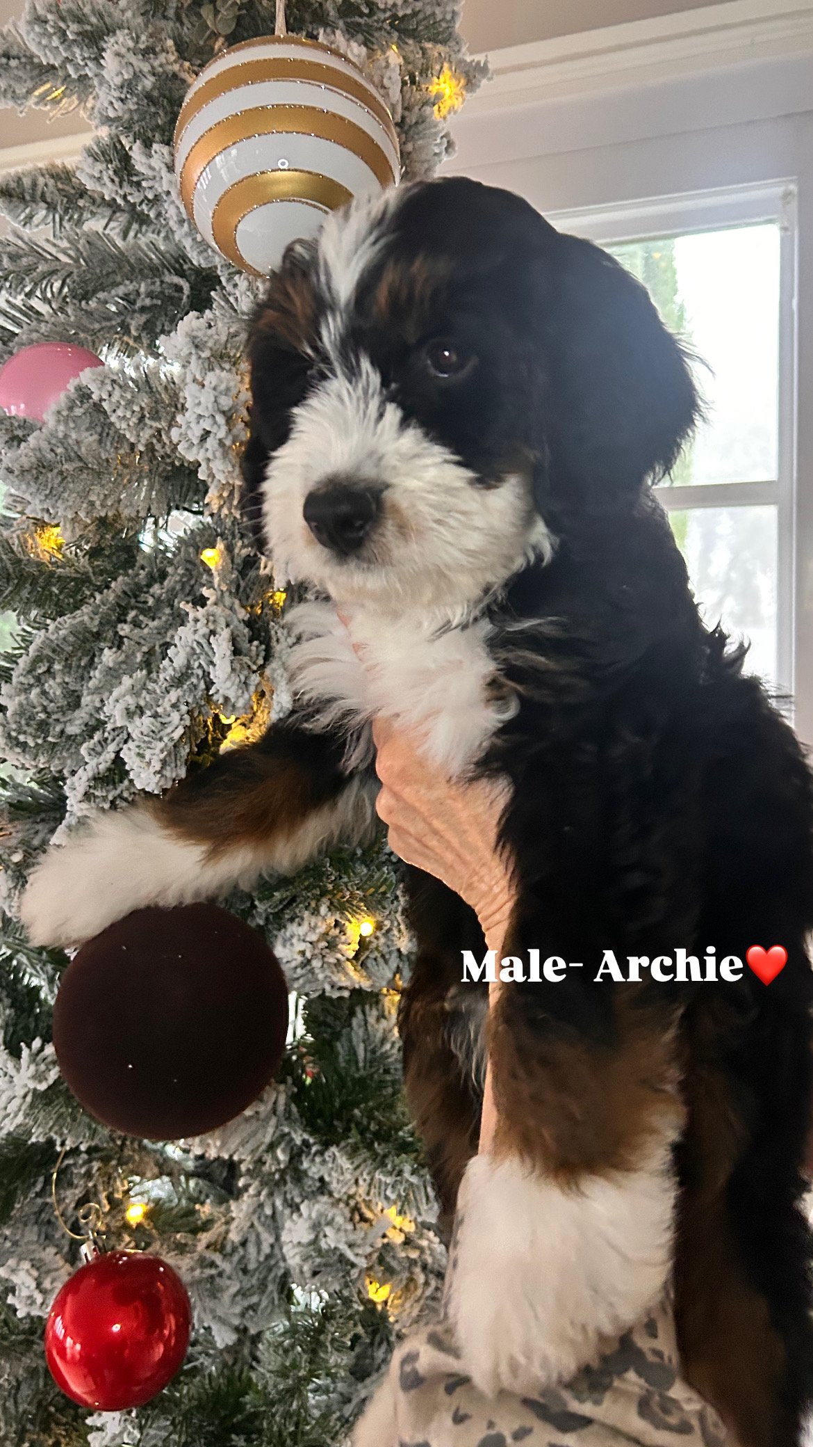 male-Archie script.JPG