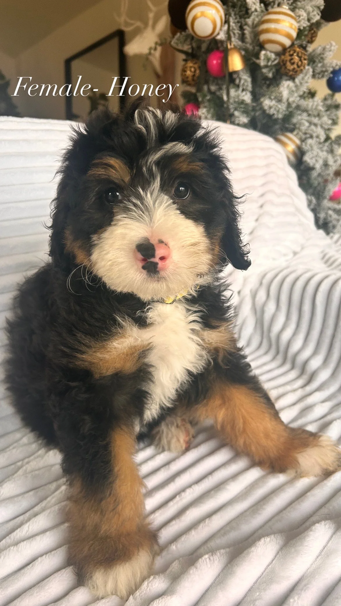 female-Honey script.JPG