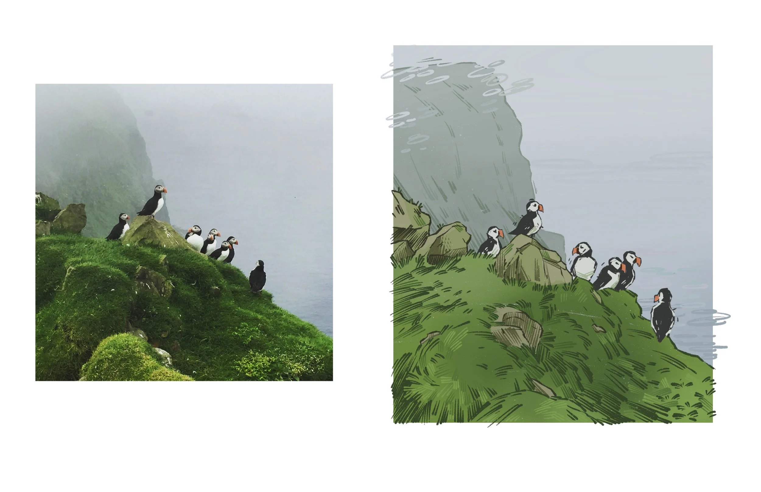 Study_GS_Puffins.jpg