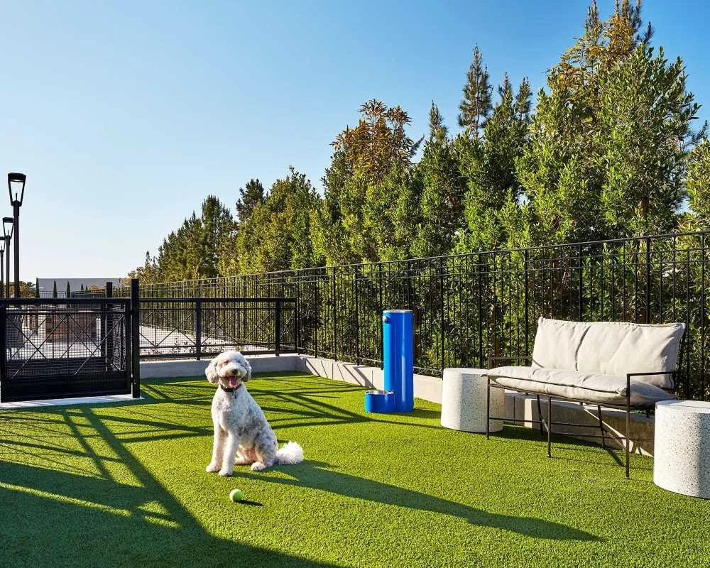 vivante-dog-park-1000x800-1.jpg