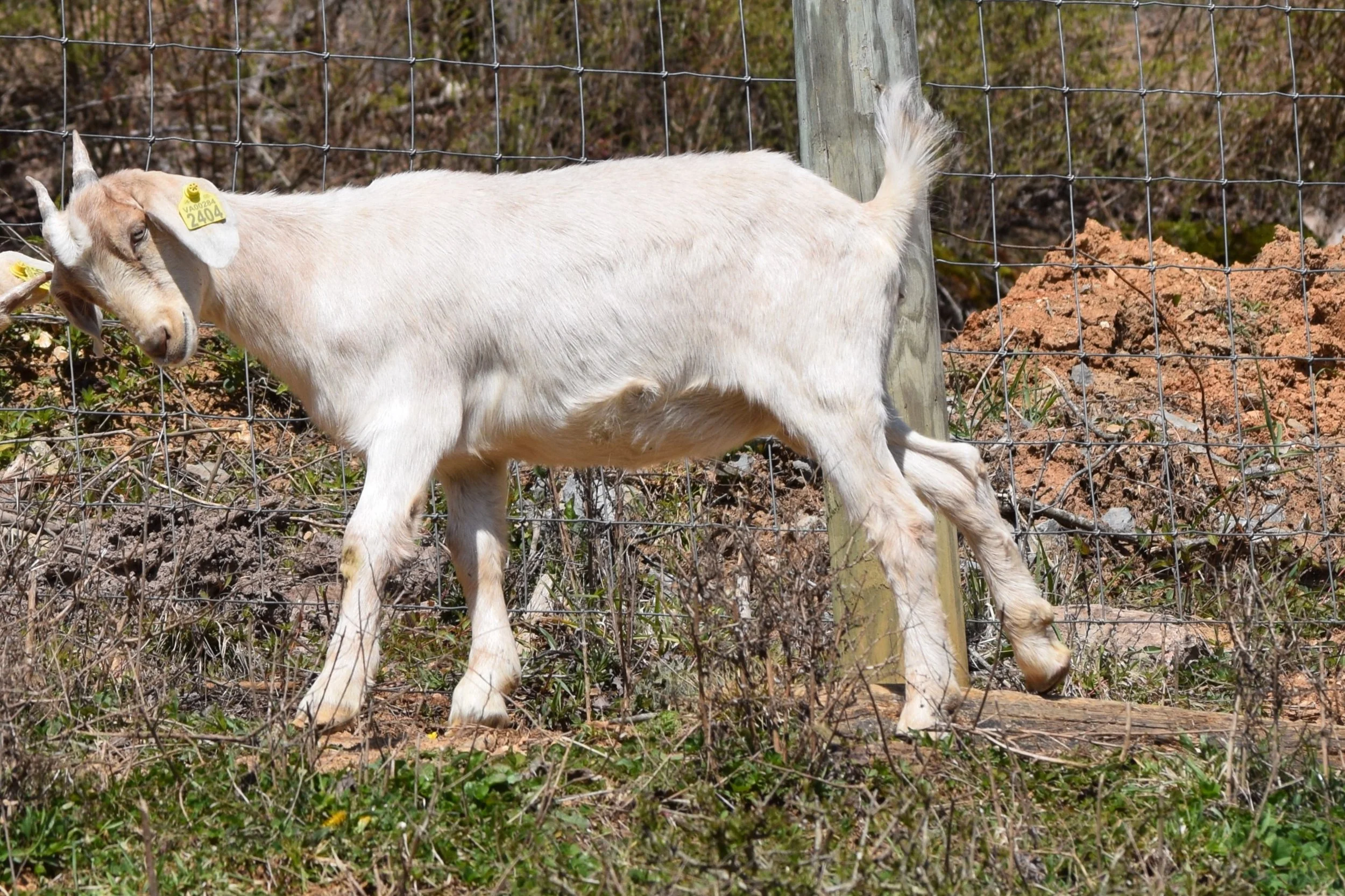 Does Circle W Ranch New Zealand Kiko Goats For Sale