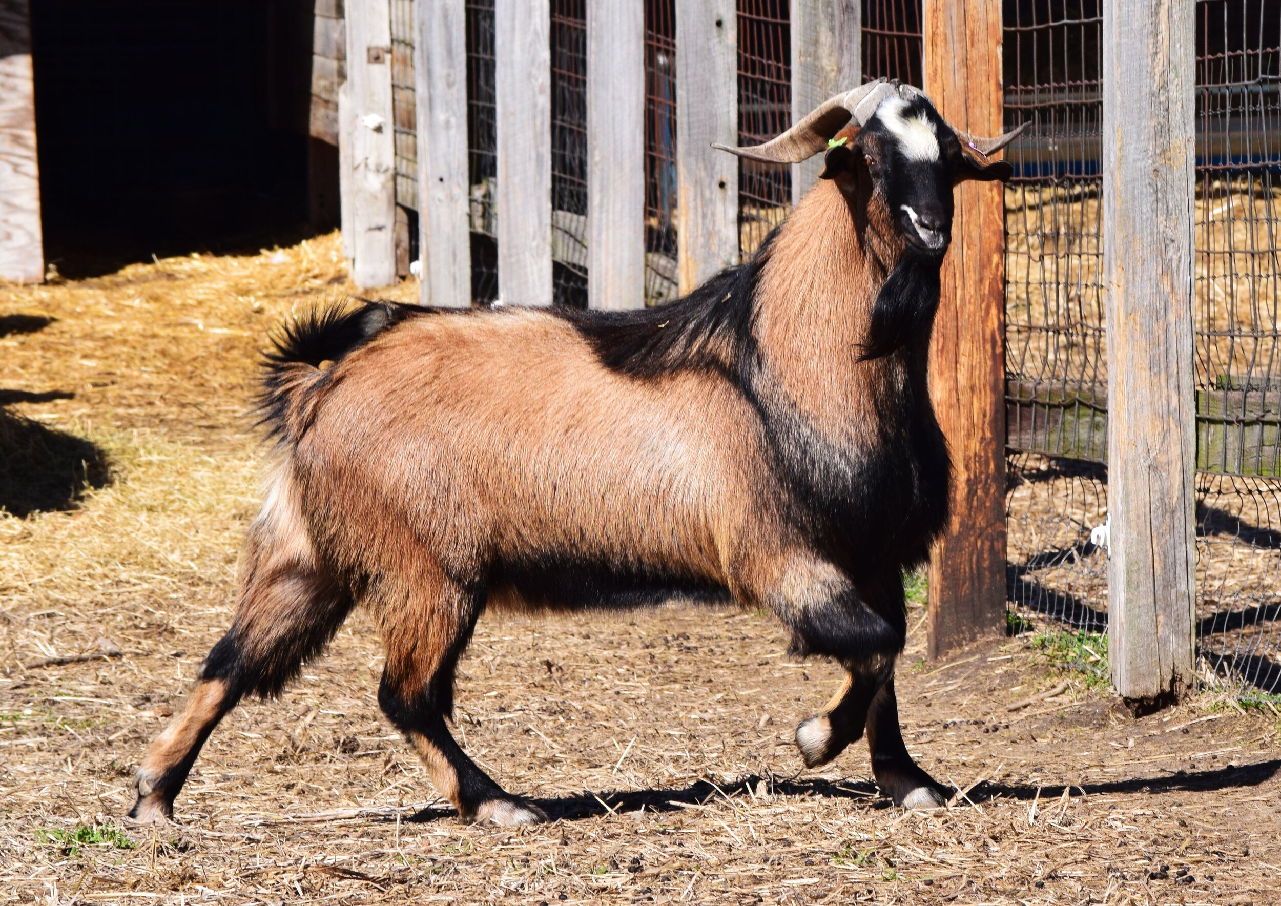 Herdsires Circle W Ranch New Zealand Kiko Goats For Sale