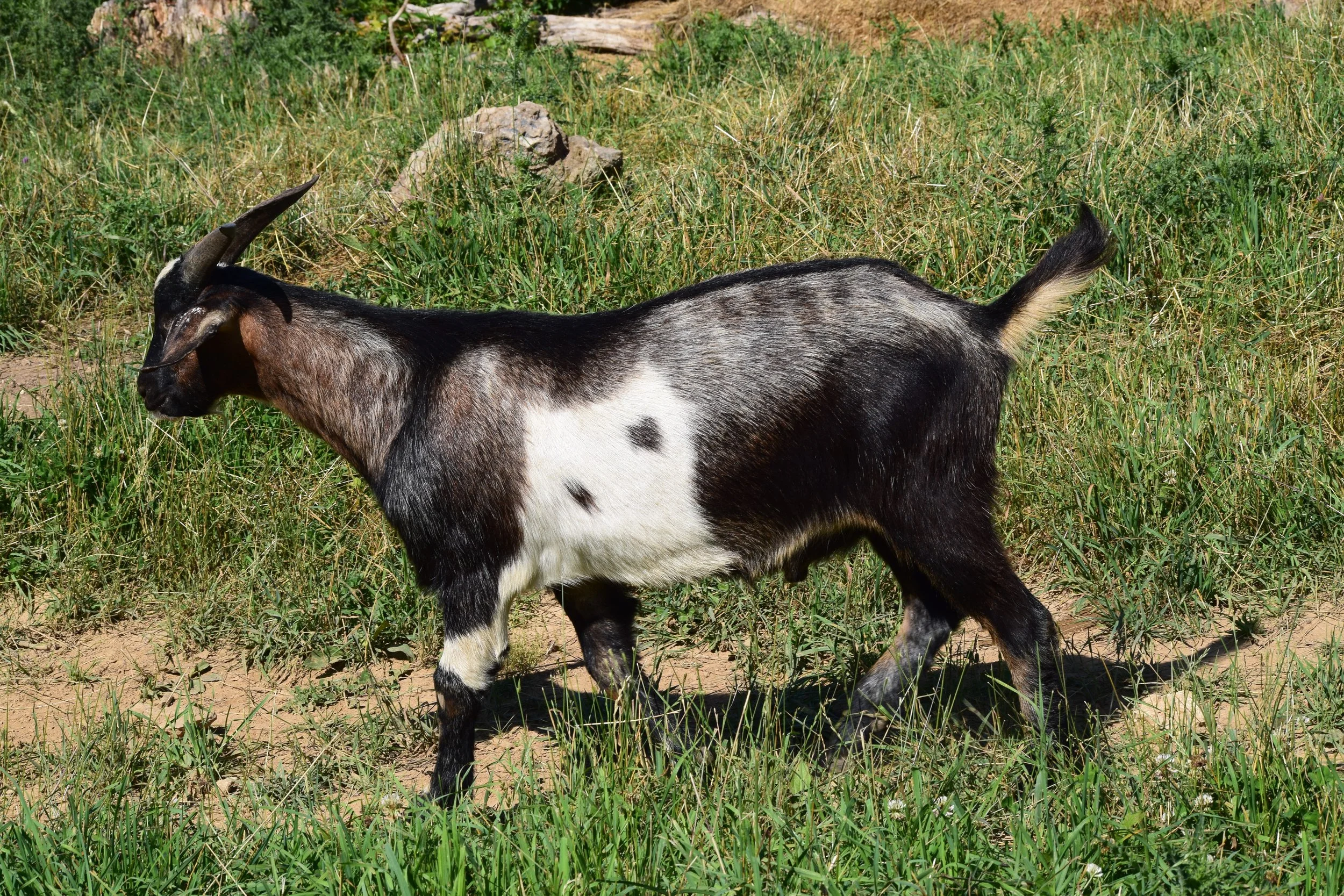 Bucks — Circle W Ranch - New Zealand Kiko Goat Breeder