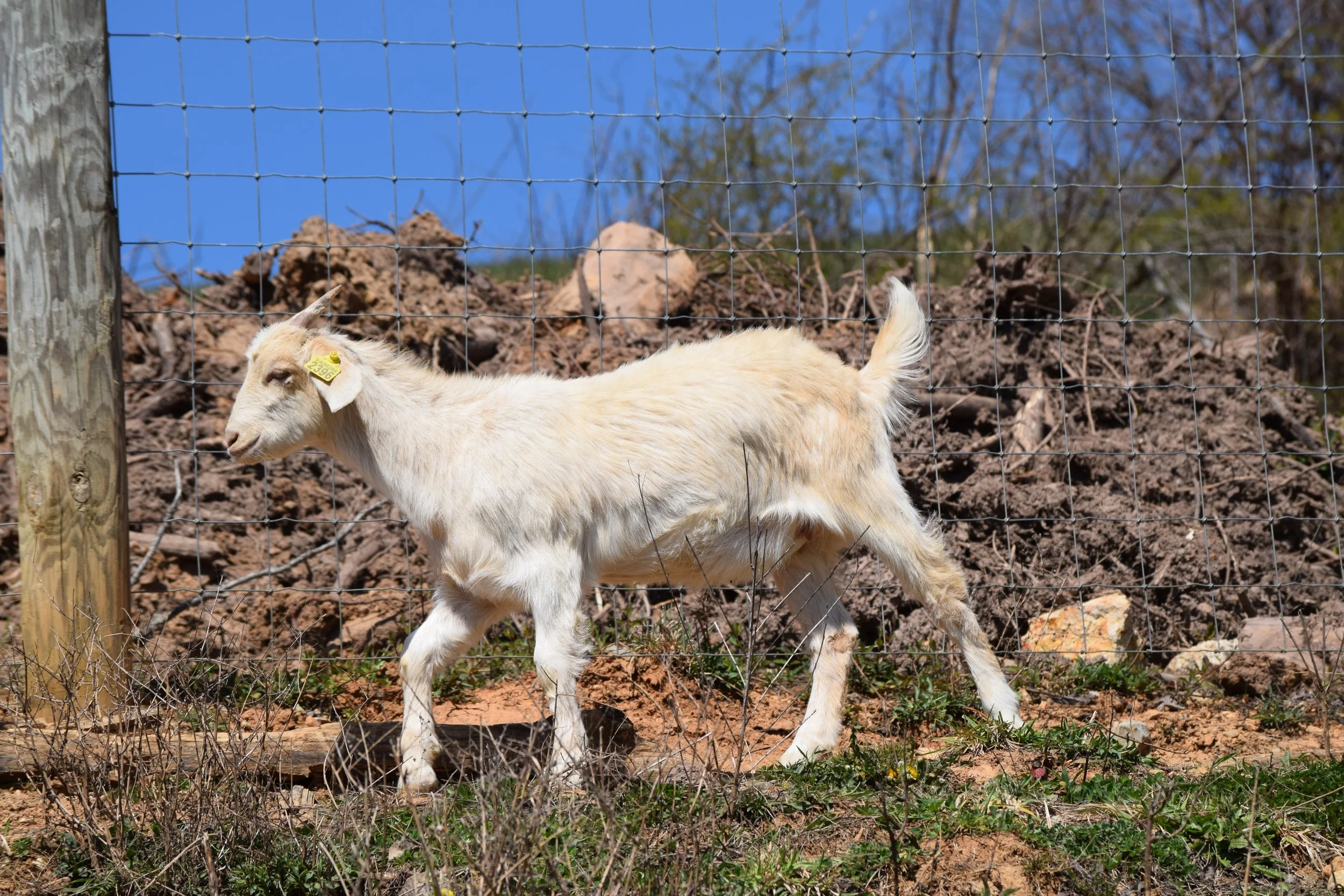 does-circle-w-ranch-new-zealand-kiko-goats-for-sale