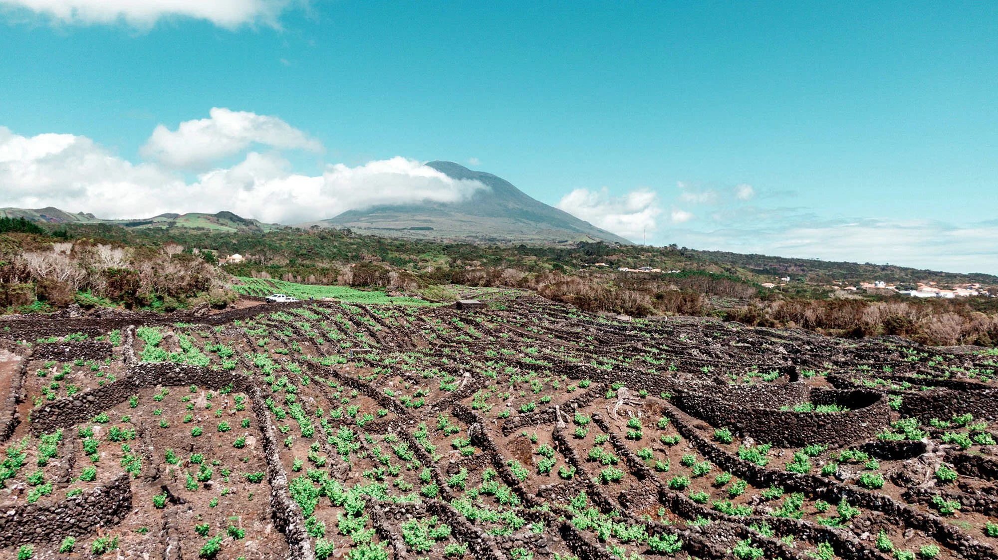 Picowines Overview of young vines.jpg