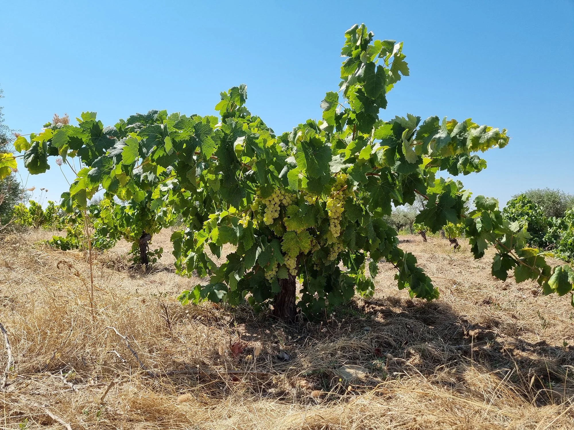 Ancient diagalves grape tree
