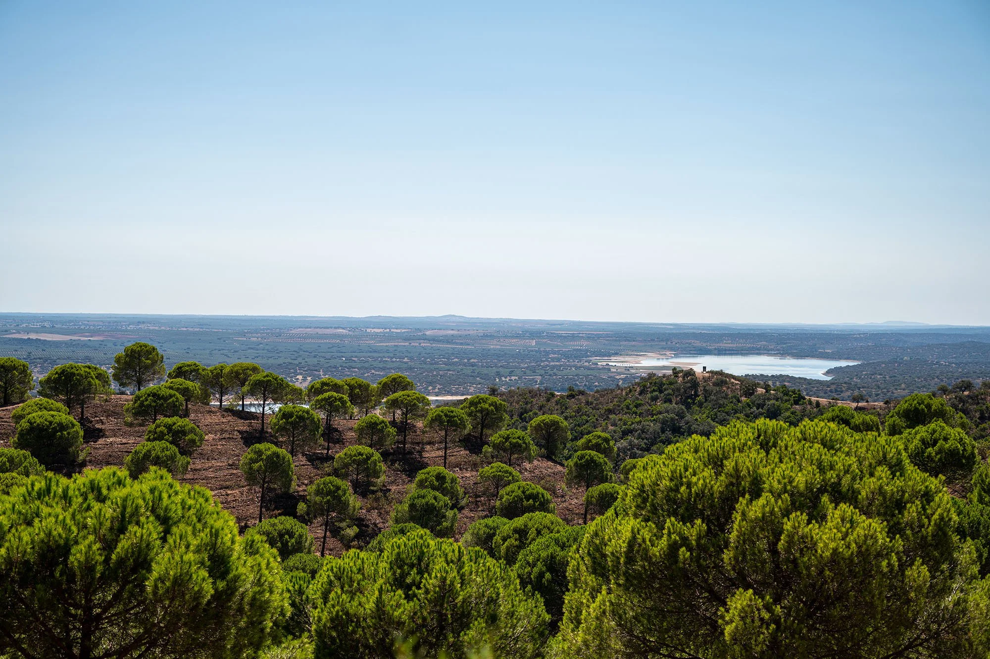 Herdade do Sobroso Overview with Pine Nut Trees.jpg
