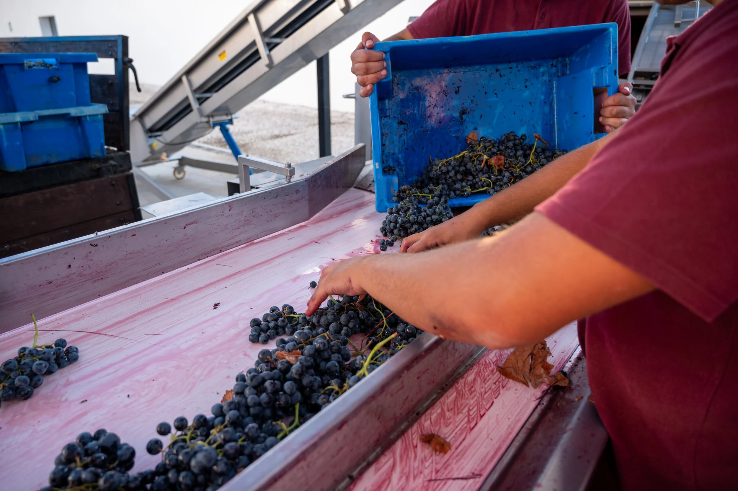 Torre de Palma hand selections.jpg