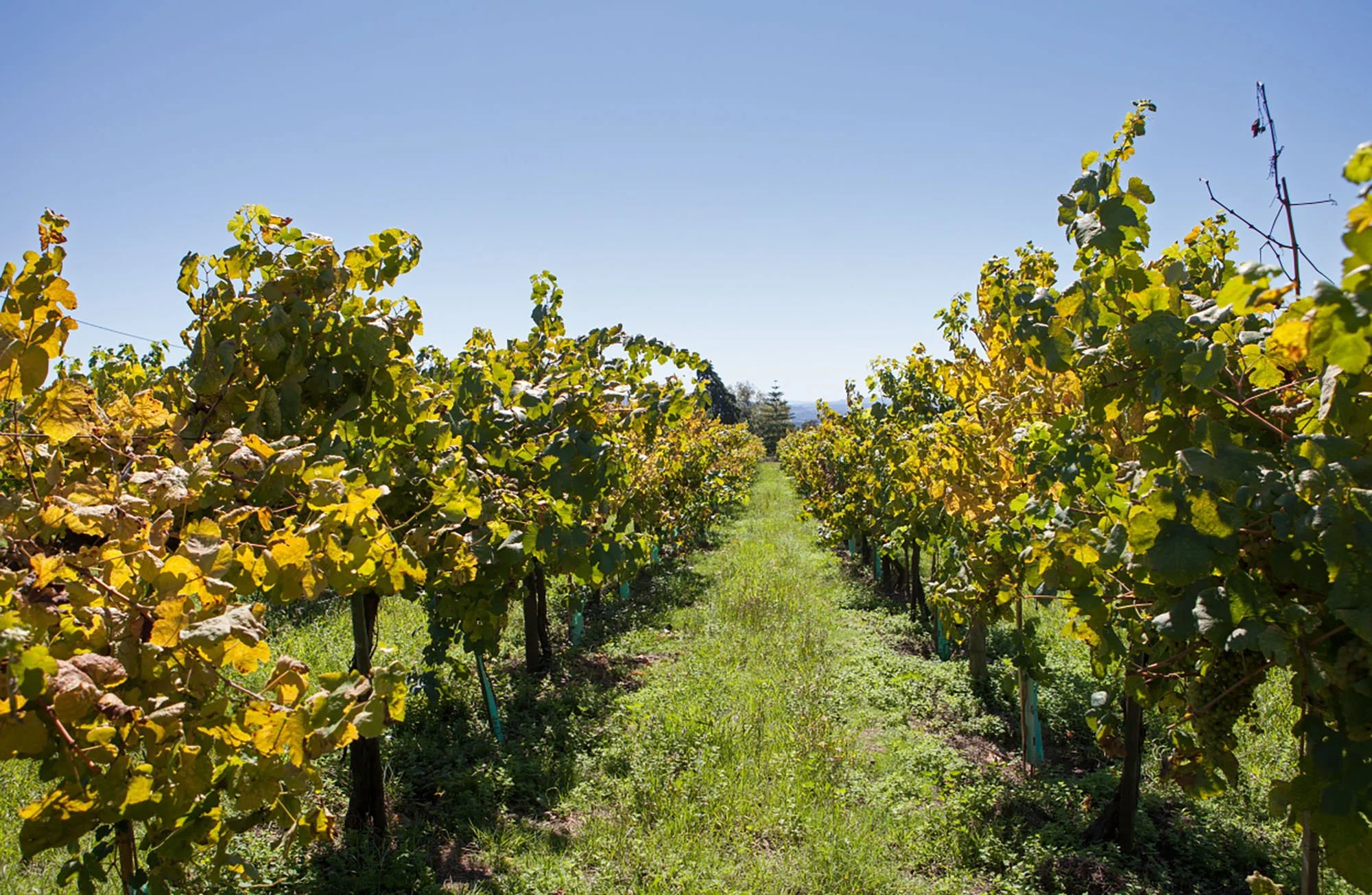 Quinta de Curvos Vines.JPG