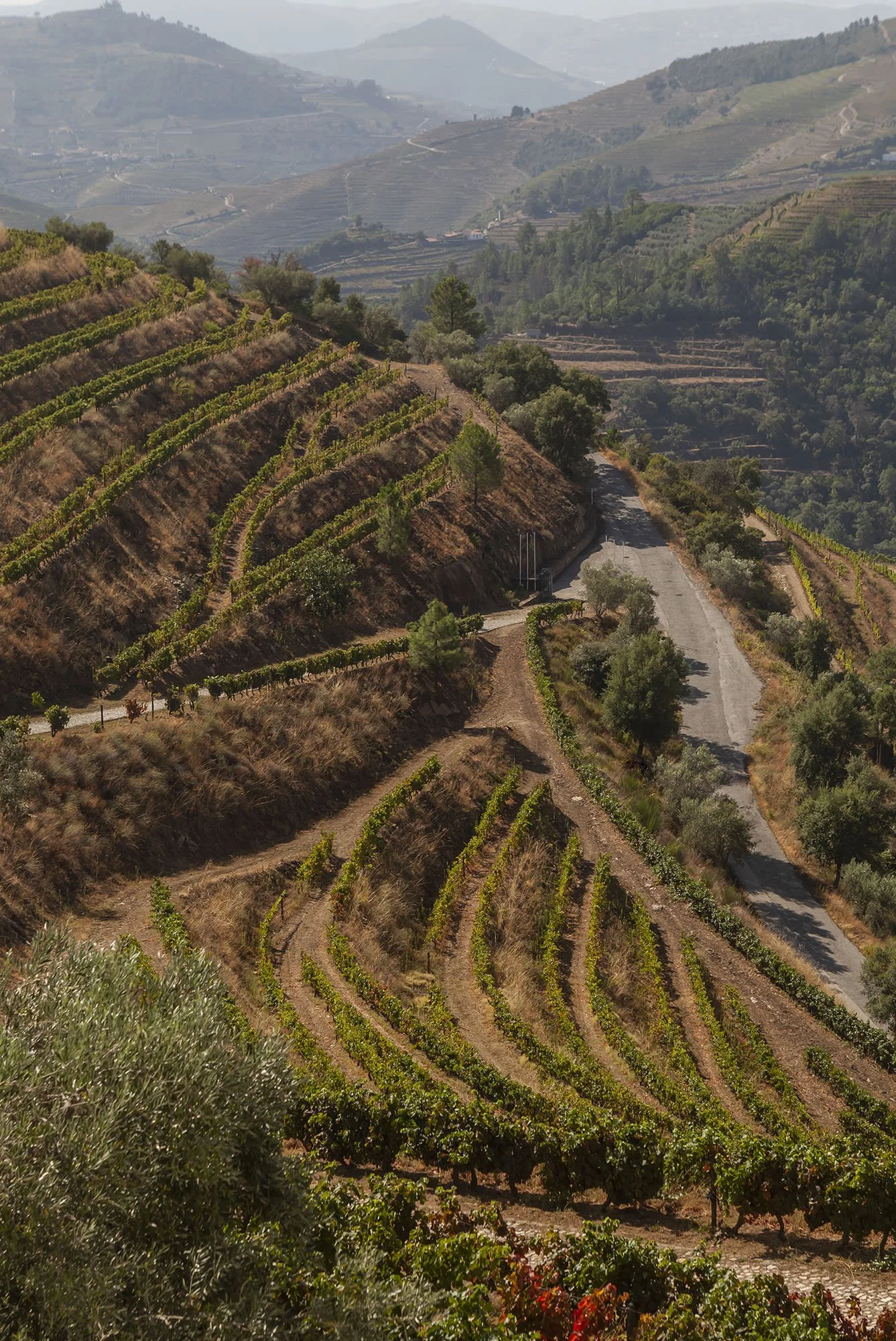 Quinta da Pedra Alta Overview of Entry Road.jpg