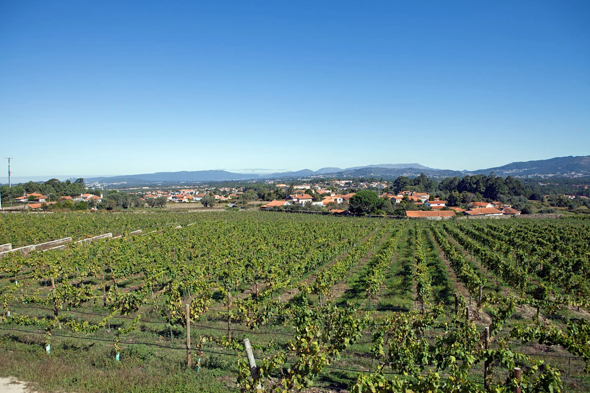 Quinta de Curvos Vineyard Overview.JPG
