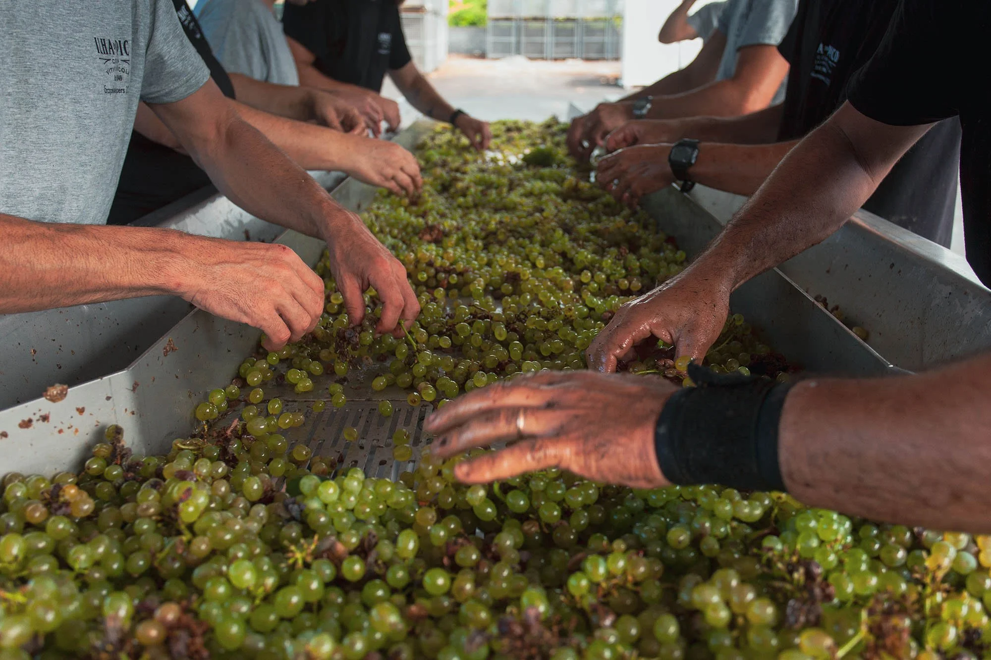 Picowines White Grape Sorting Hands.jpg