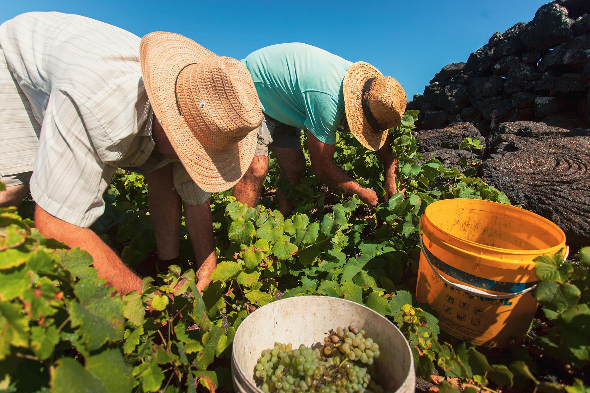 Picowines Harvester with Hats On .jpg