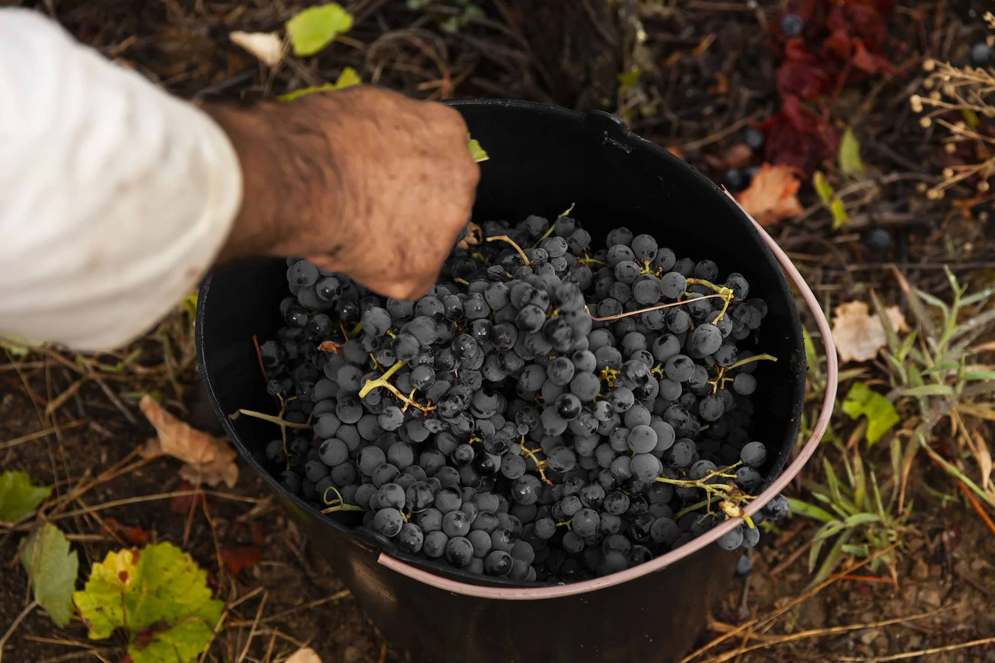 Quinta da Pedra Alta Hands in Red grape bucket.jpg
