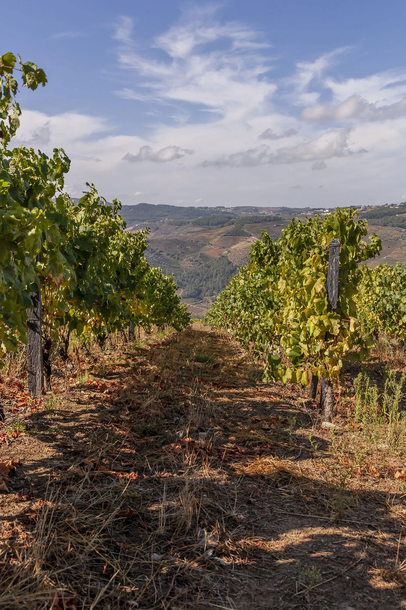 Quinta da Pedra Alta Low Angle In between vines.jpg