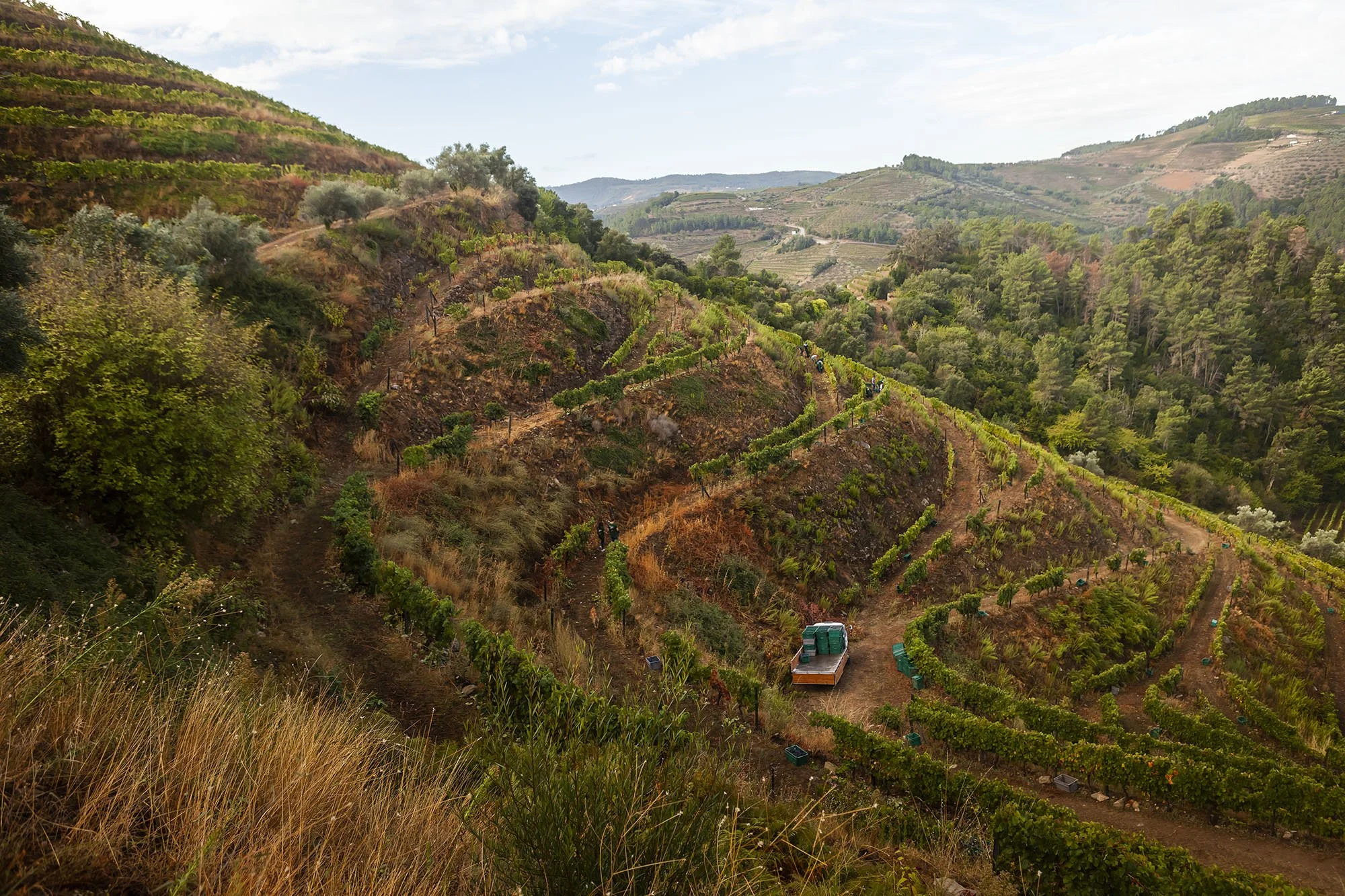 Quinta da Pedra Alta Harvesting Overview.jpg