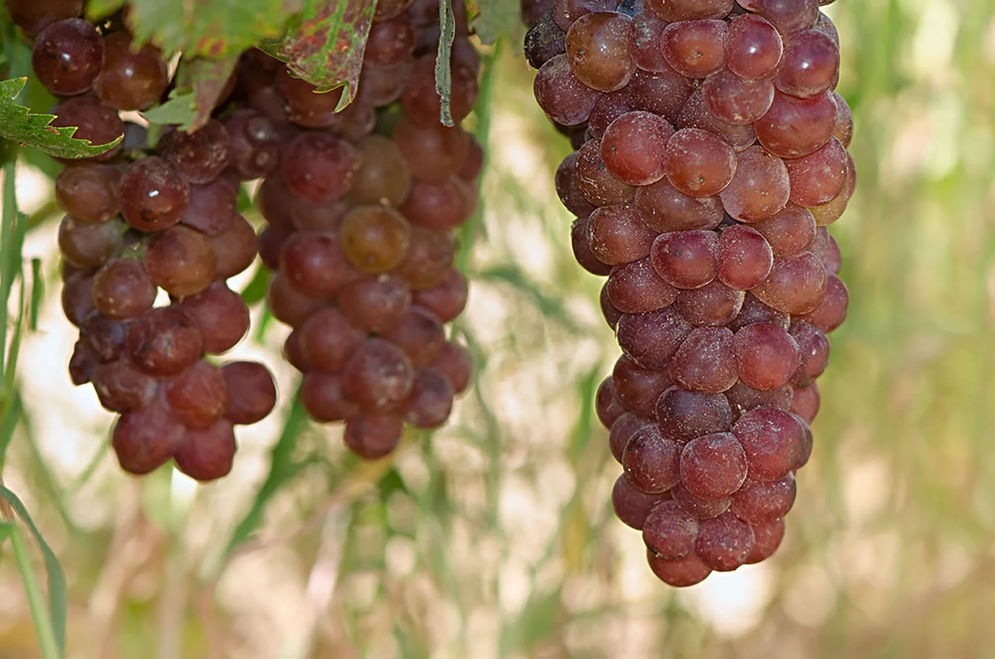 Quinta do Piloto Red Grape Cluster.jpg