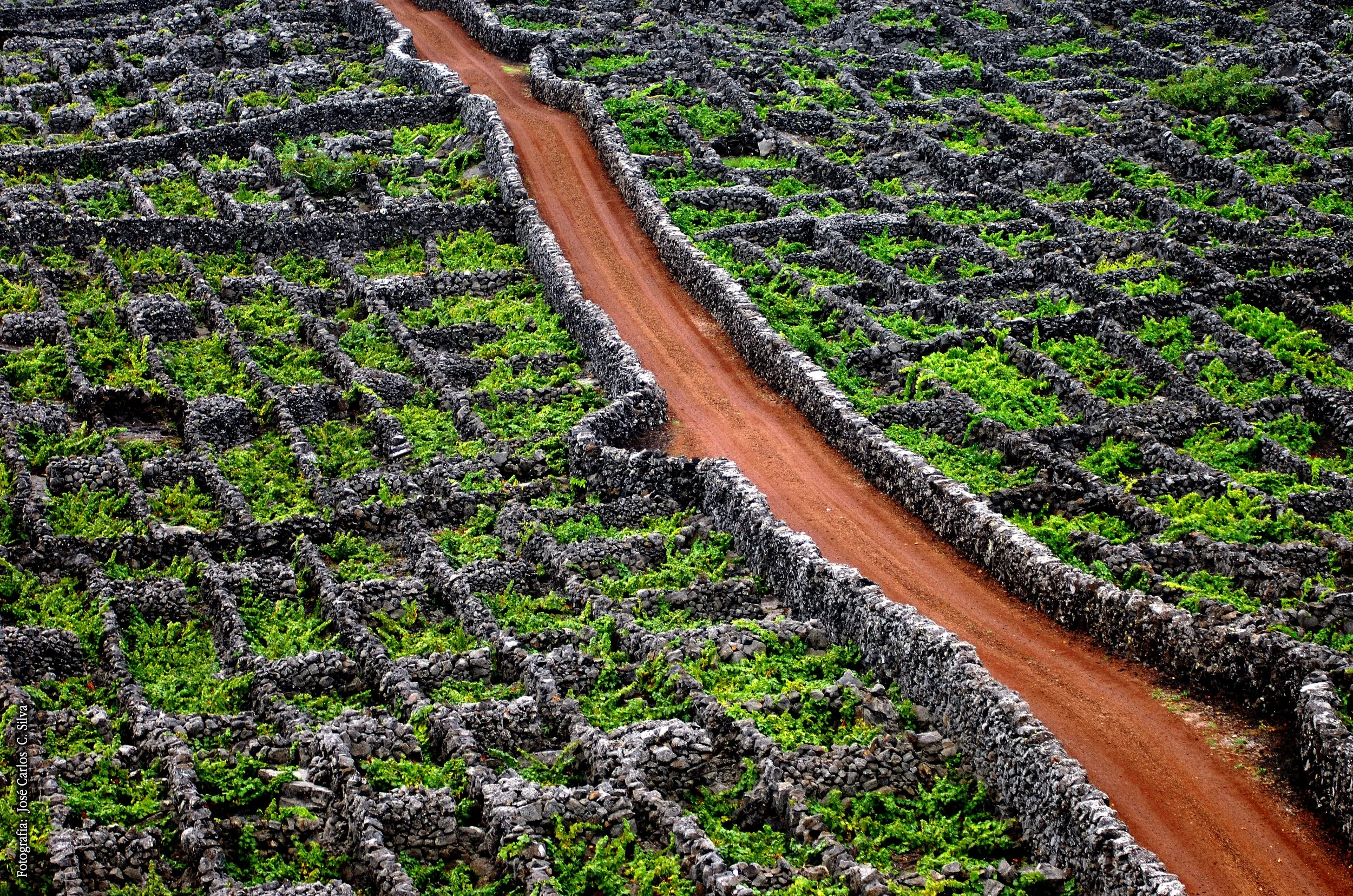pico-wines-lava-vineyard