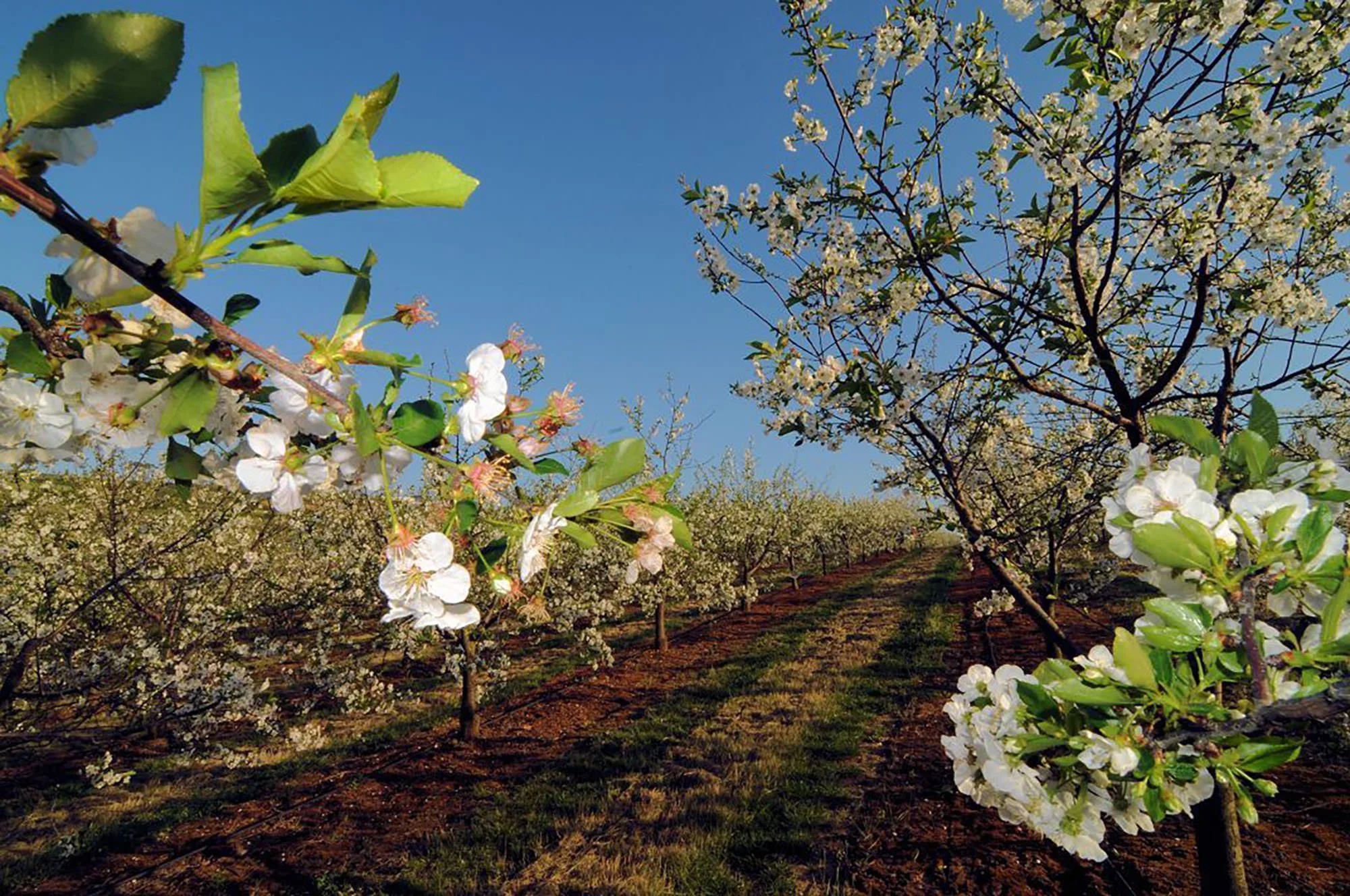 Oppidum Cherry Blossom Trees.jpeg
