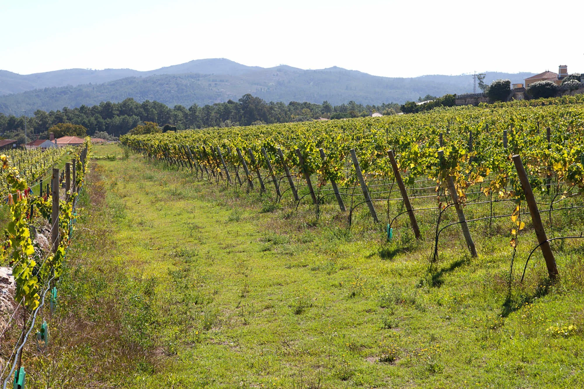 Quinta de Curvos Vineyard Rows.JPG