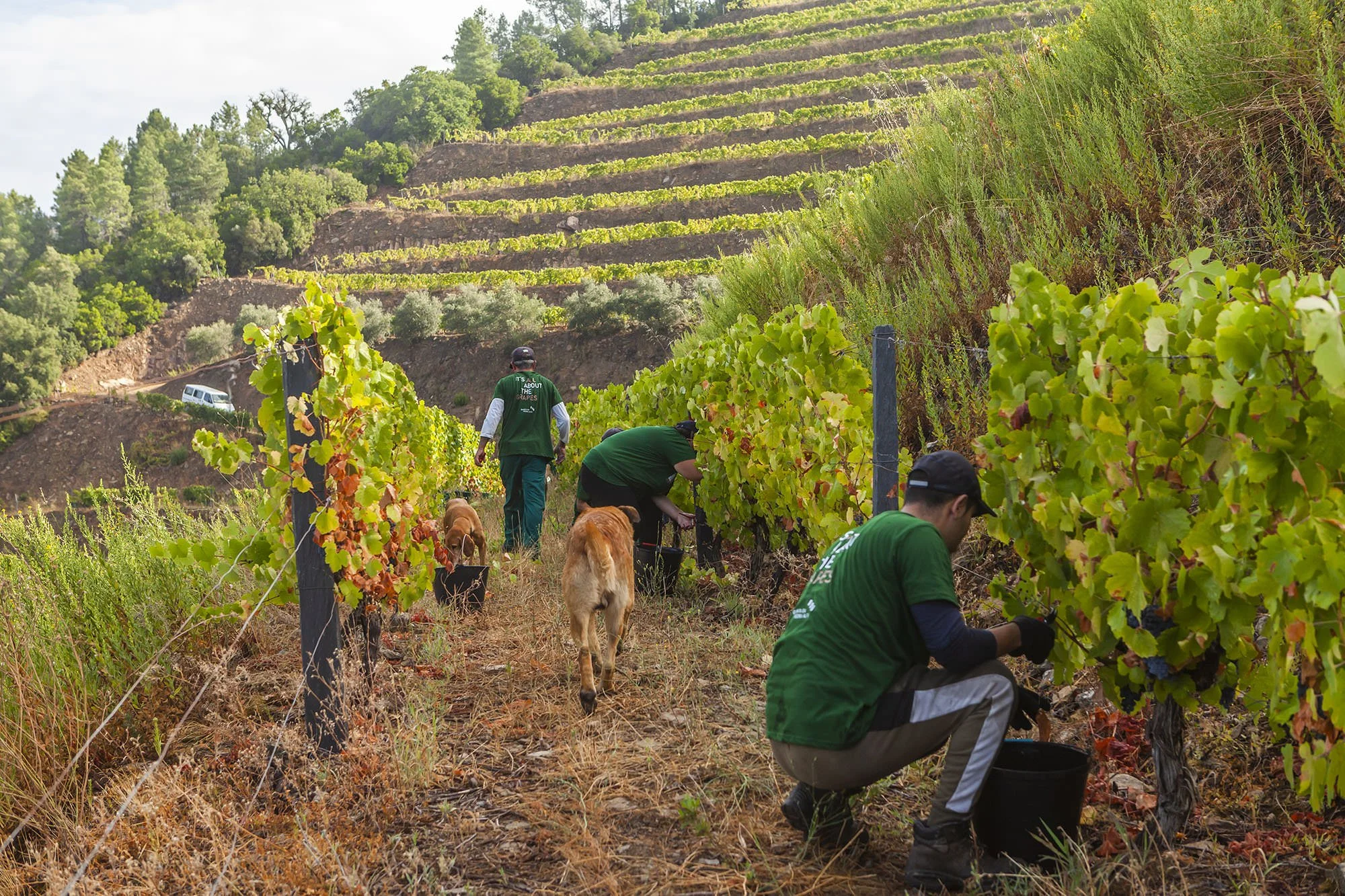 Quinta da Pedra Alta Harvesting with workers and dog.jpg