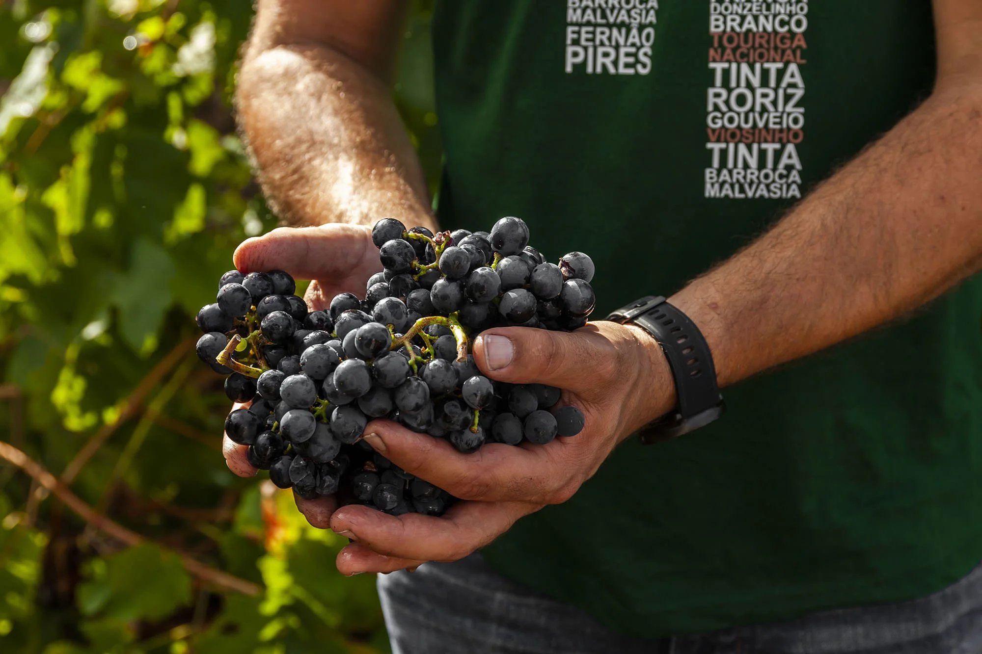 Quinta da Pedra Alta two hands holding red grape cluster.jpg