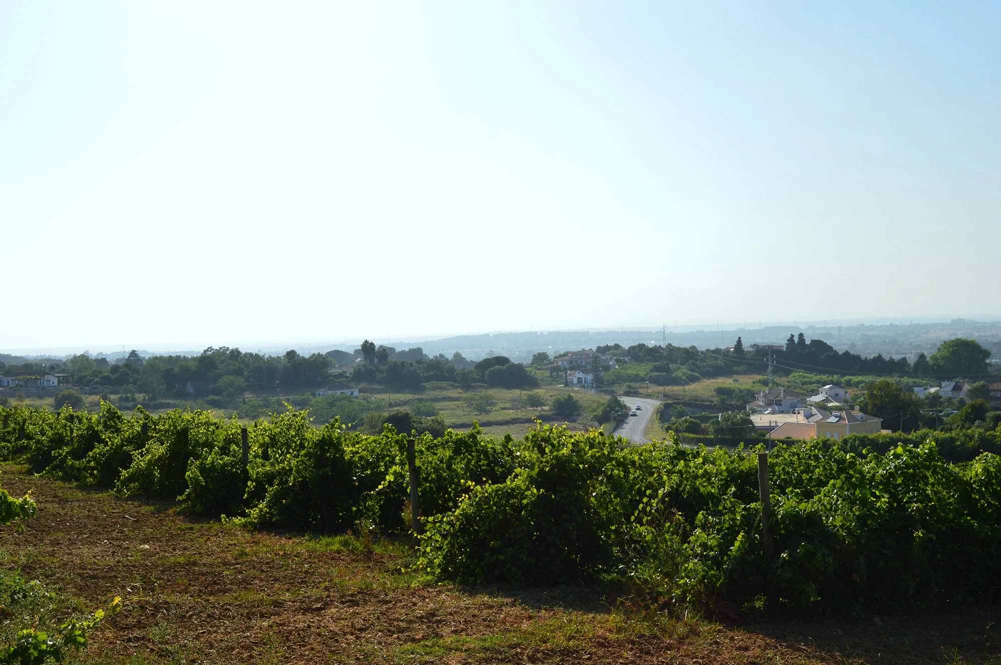 Quinta do Piloto Overview of Vines.JPG