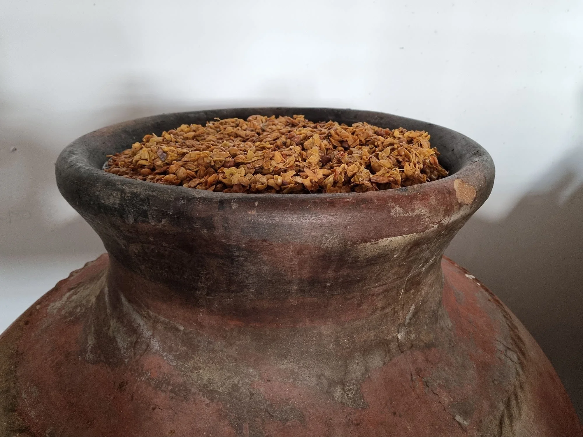 Grape skins in Talha sitting in grape juice otherwise known as orange wine.