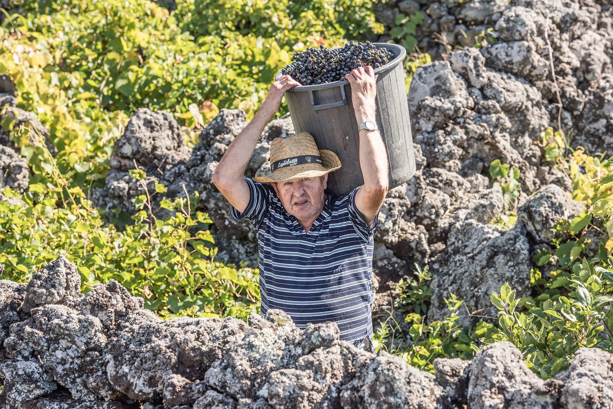 Picowines Harvester with Grapes on Back.jpg