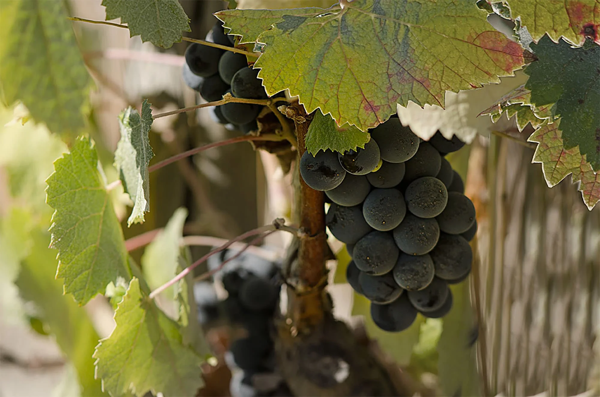 Quinta do Piloto Red Grape Cluster on Vine.jpg